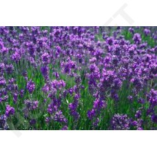 MediScent Eth. Lavendel - Olie